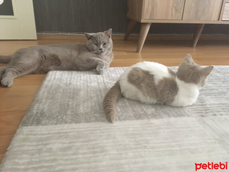 Scottish Fold, Kedi  arteo fotoğrafı