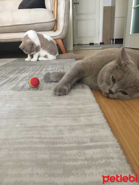 Scottish Fold, Kedi  arteo fotoğrafı