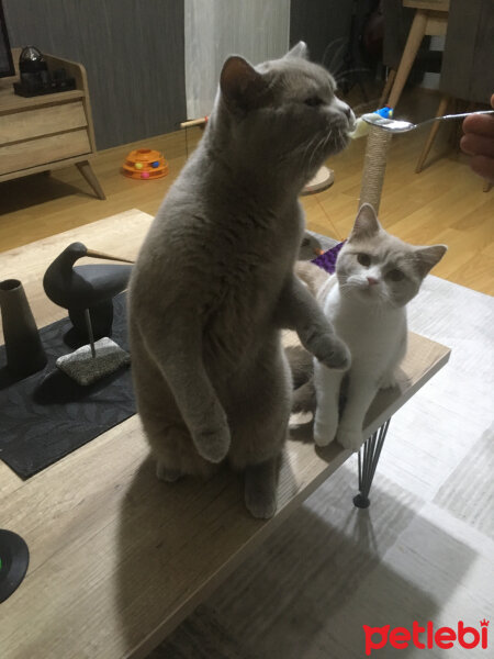 Scottish Fold, Kedi  arteo fotoğrafı