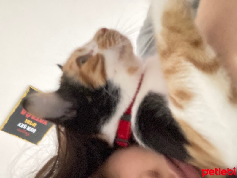 Cymric, Kedi  sufle fotoğrafı
