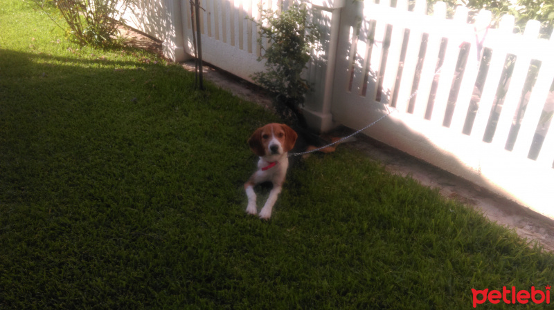 Beagle, Köpek  Teo fotoğrafı