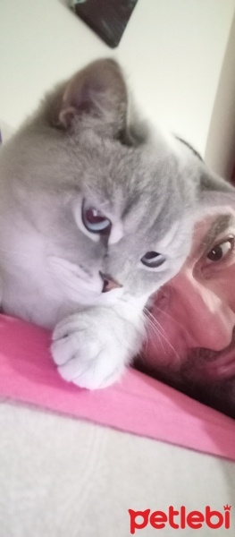 British Shorthair, Kedi  Mavi fotoğrafı