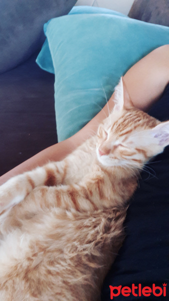Tekir Kedi, Kedi  Müdür fotoğrafı