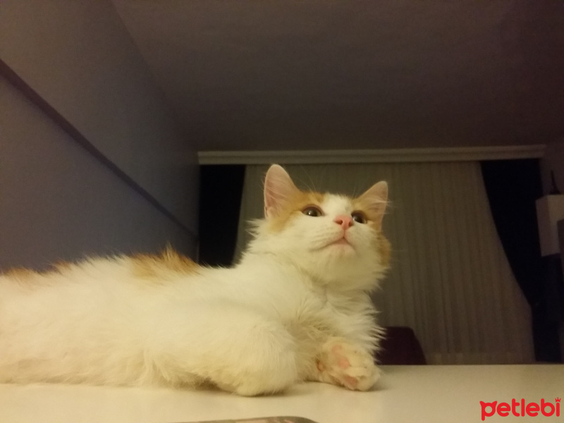 Tekir Kedi, Kedi  Behlül fotoğrafı