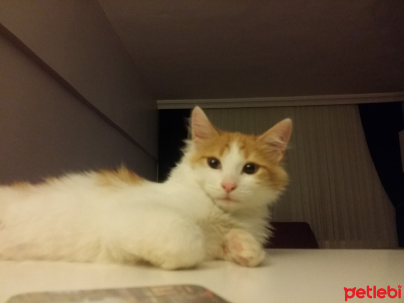 Tekir Kedi, Kedi  Behlül fotoğrafı
