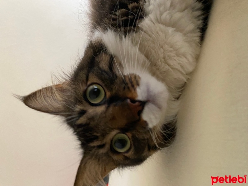 Norwegian Forest, Kedi  Turşu fotoğrafı