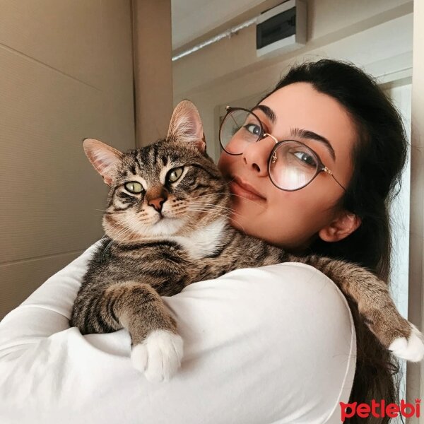 Tekir Kedi, Kedi  Oğluşum fotoğrafı