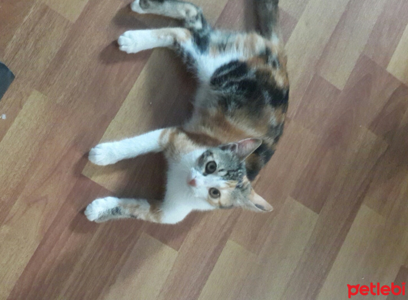 Tekir Kedi, Kedi  Minnoş fotoğrafı