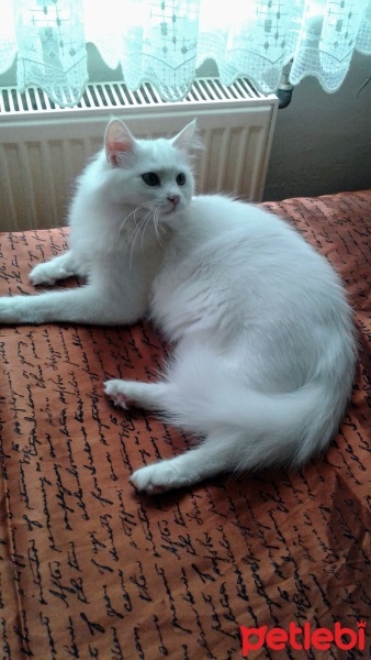 Tekir Kedi, Kedi  Pamuk fotoğrafı