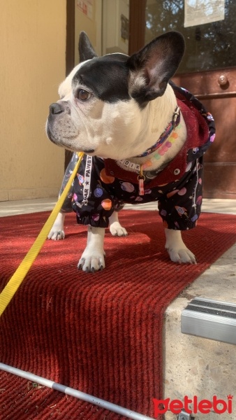 Fransız Bulldog, Köpek  bıdık fotoğrafı