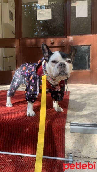 Fransız Bulldog, Köpek  bıdık fotoğrafı