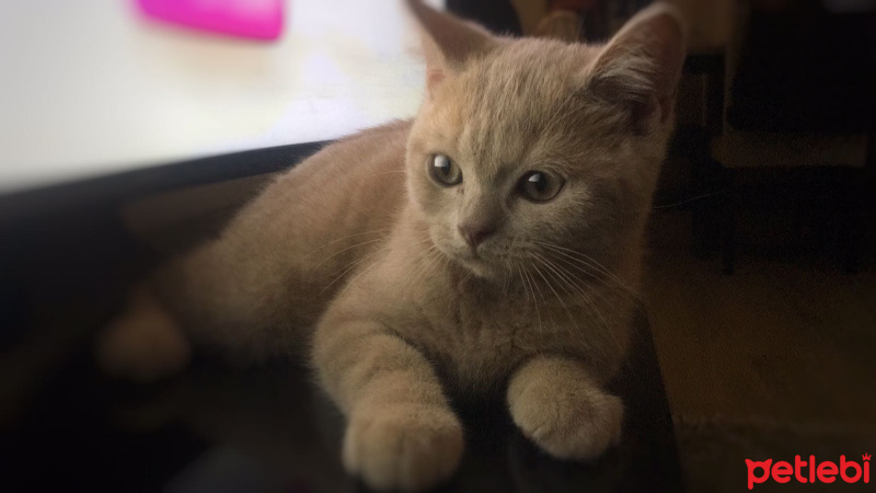 British Shorthair, Kedi  Cabo fotoğrafı