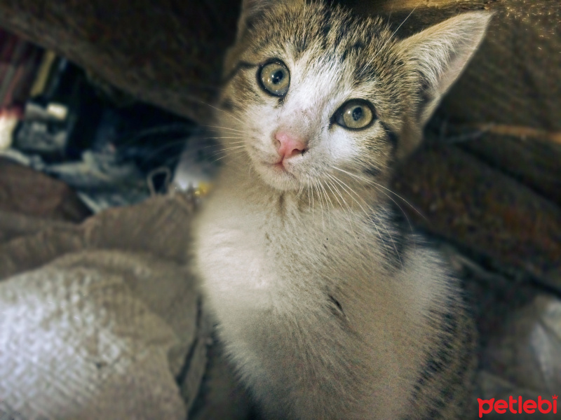 Manx, Kedi  Boncuk fotoğrafı