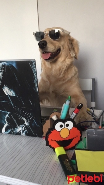 Golden Retriever, Köpek  Bella fotoğrafı