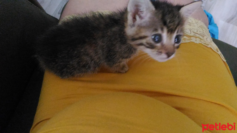 Tekir Kedi, Kedi  Çakıl  fotoğrafı