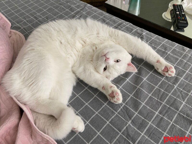 British Shorthair, Kedi  Aslan fotoğrafı