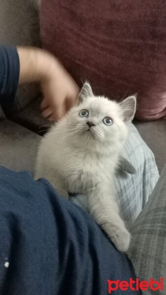 British Shorthair, Kedi  KARAMEL fotoğrafı