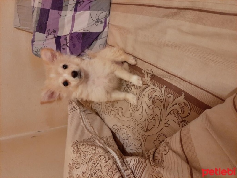 Pomeranyalı, Köpek  fıstık fotoğrafı
