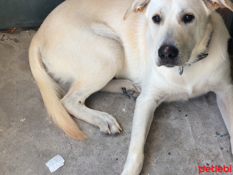 Labrador Retriever, Köpek  Şans fotoğrafı