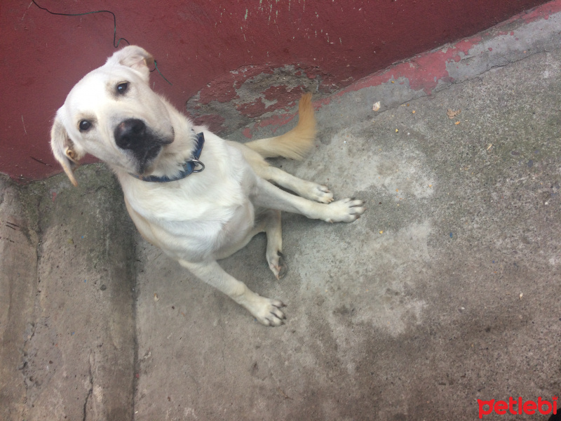 Labrador Retriever, Köpek  Şans fotoğrafı