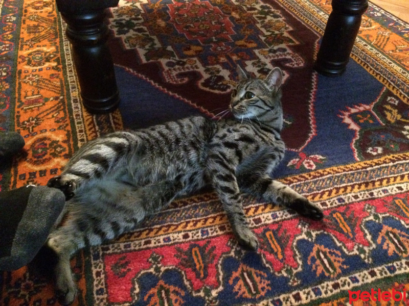 Tekir Kedi, Kedi  Minnak fotoğrafı