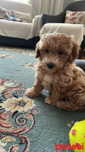 Poodle (Minyatür Kaniş), Köpek  Tarçın fotoğrafı