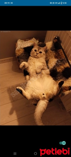 British Shorthair, Kedi  Pati fotoğrafı