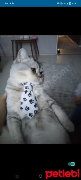 British Shorthair, Kedi  Pati fotoğrafı