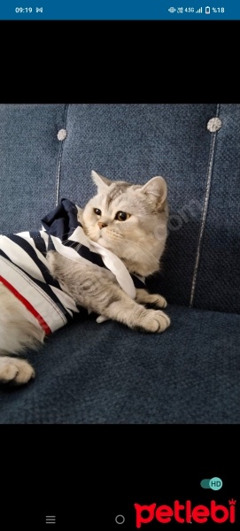British Shorthair, Kedi  Pati fotoğrafı