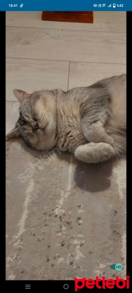 British Shorthair, Kedi  Pati fotoğrafı
