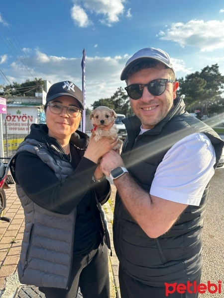 Maltese, Köpek  Muçi fotoğrafı
