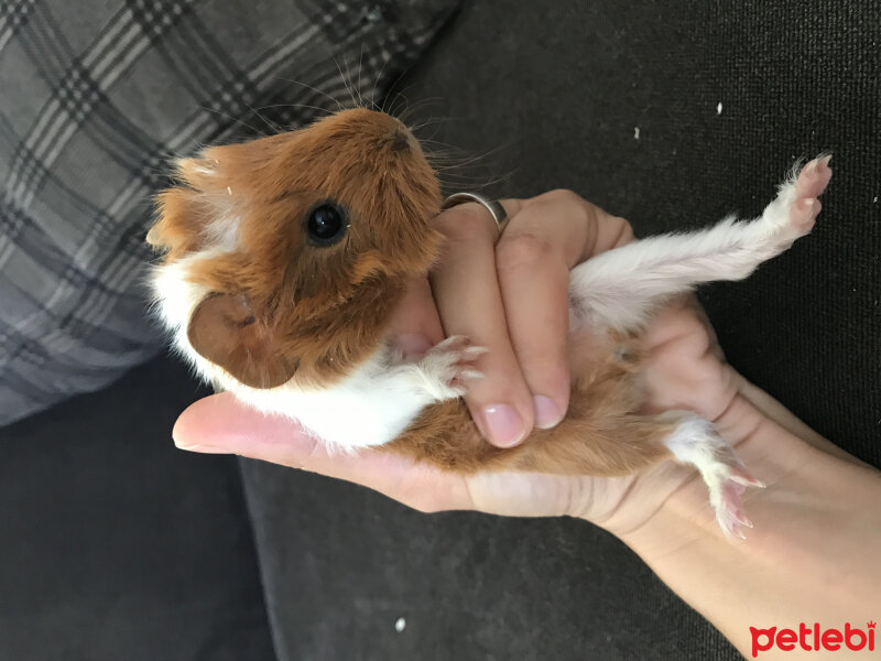 Guinea Pig, Kemirgen  Pigilettin fotoğrafı