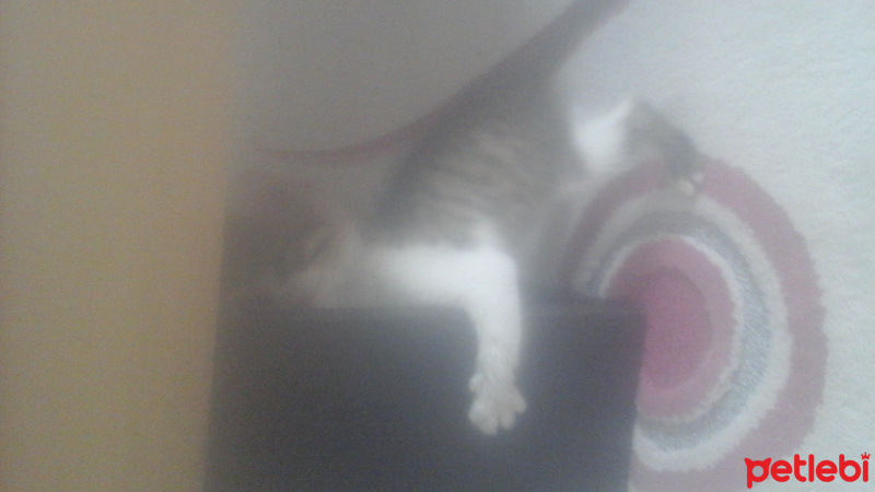 Tekir Kedi, Kedi  Boncuk fotoğrafı