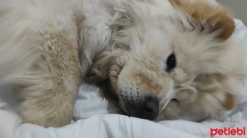 Chow Chow (çin Aslanı), Köpek  Luna fotoğrafı