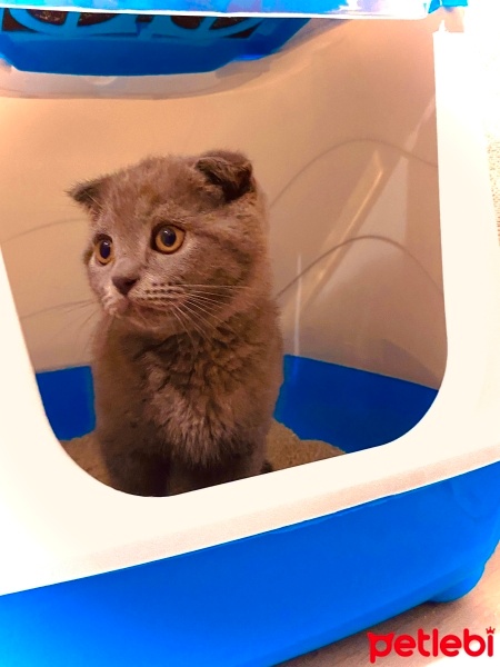 Scottish Fold, Kedi  tosun fotoğrafı