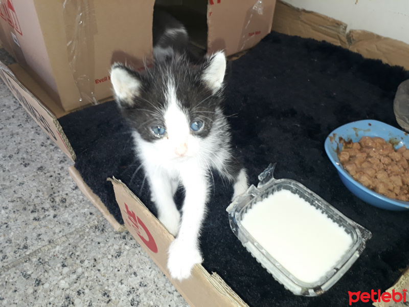 Ankara Kedisi, Kedi  Prenses ve kızları fotoğrafı