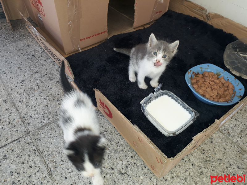 Ankara Kedisi, Kedi  Prenses ve kızları fotoğrafı
