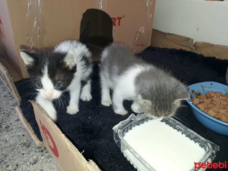 Ankara Kedisi, Kedi  Prenses ve kızları fotoğrafı