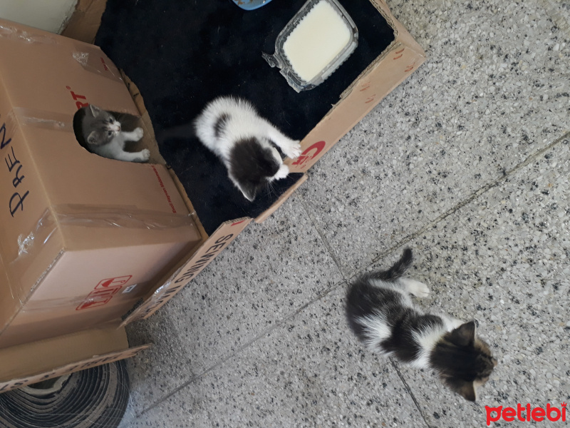 Ankara Kedisi, Kedi  Prenses ve kızları fotoğrafı