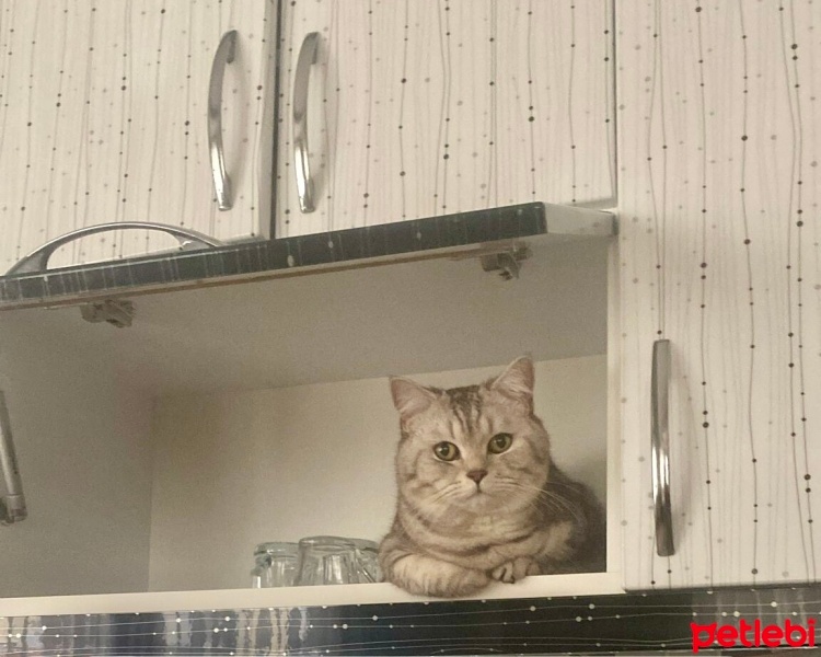 British Longhair, Kedi  duman fotoğrafı