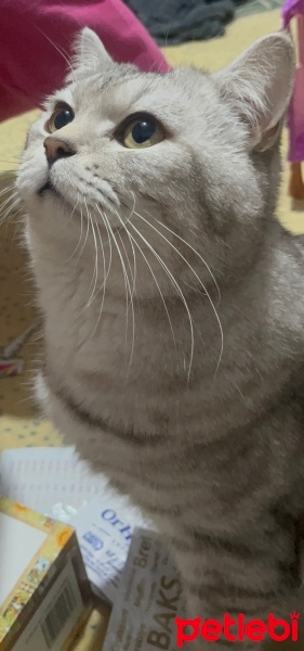 British Longhair, Kedi  duman fotoğrafı