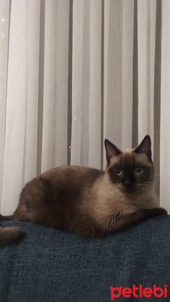 Siyam Kedisi, Kedi  Çakıl fotoğrafı