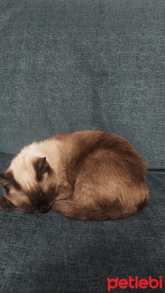 Siyam Kedisi, Kedi  Çakıl fotoğrafı