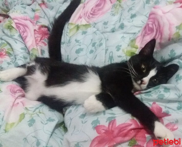 Tuxedo (Smokin) Kedi, Kedi  ÇITIR fotoğrafı