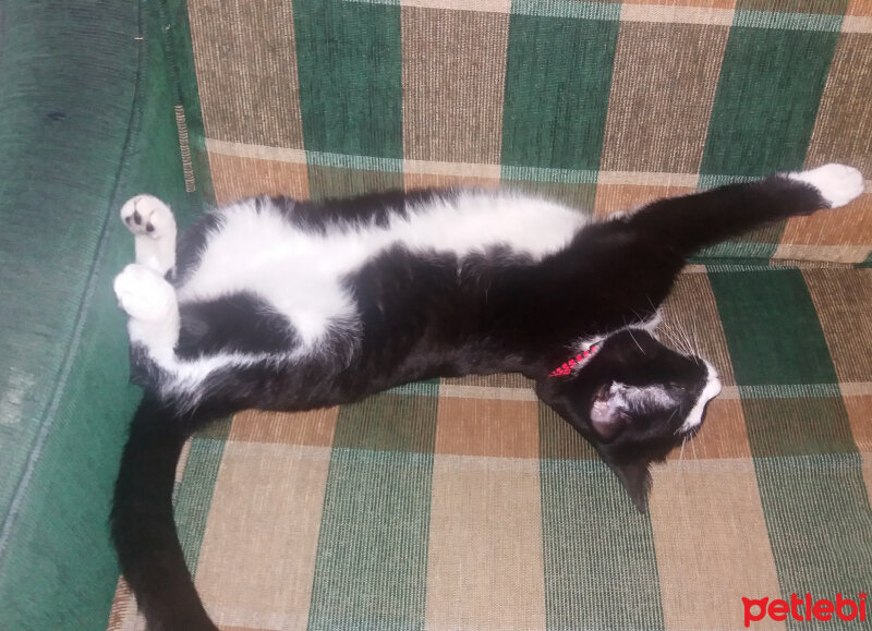 Tuxedo (Smokin) Kedi, Kedi  ÇITIR fotoğrafı