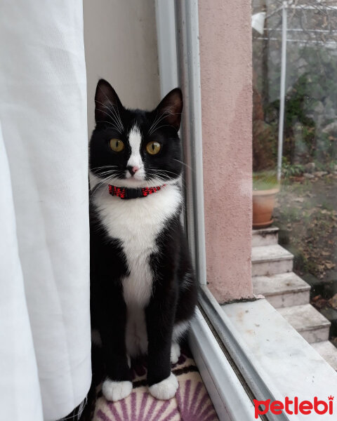 Tuxedo (Smokin) Kedi, Kedi  ÇITIR fotoğrafı