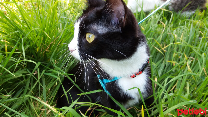 Tuxedo (Smokin) Kedi, Kedi  ÇITIR fotoğrafı