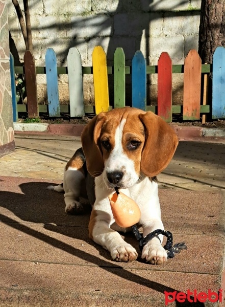 Beagle, Köpek  Coco fotoğrafı