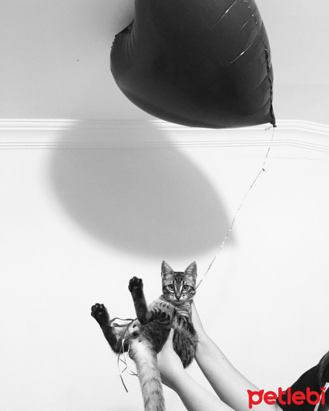 Tekir Kedi, Kedi  Pırtık fotoğrafı