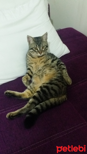Tekir Kedi, Kedi  Pırtık fotoğrafı
